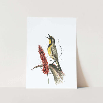 Bokmakierie by Mareli Art Print