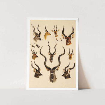 Buck Horn Display 1 Art Print