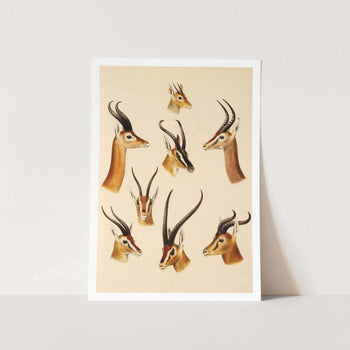 Buck Horn Display 3 Art Print