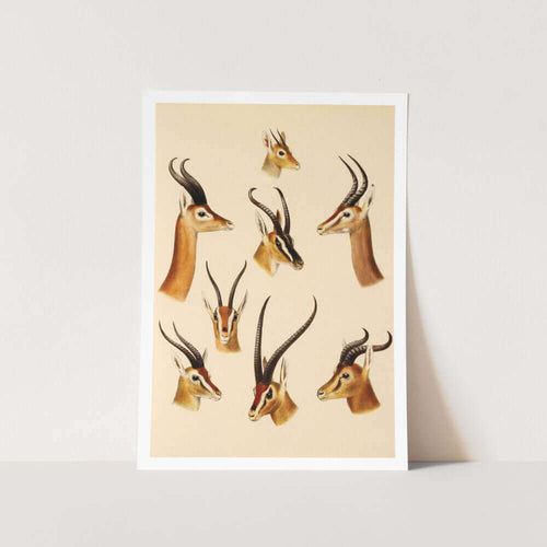 Buck Horn Display 3 Art Print