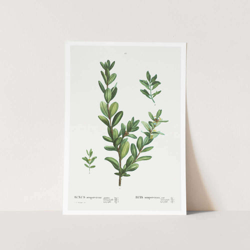 Buxus Sempervirens Art Print