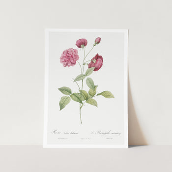 China Rose Art Print