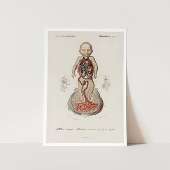 Circulation of the blood In a fetus Art Print