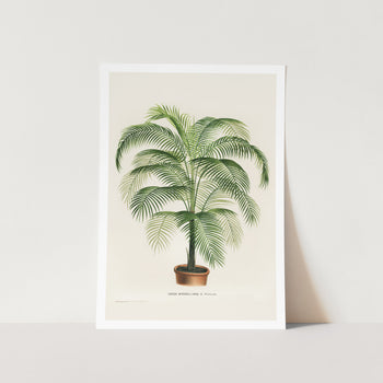 Cocos Weddelliana Plant Art Print