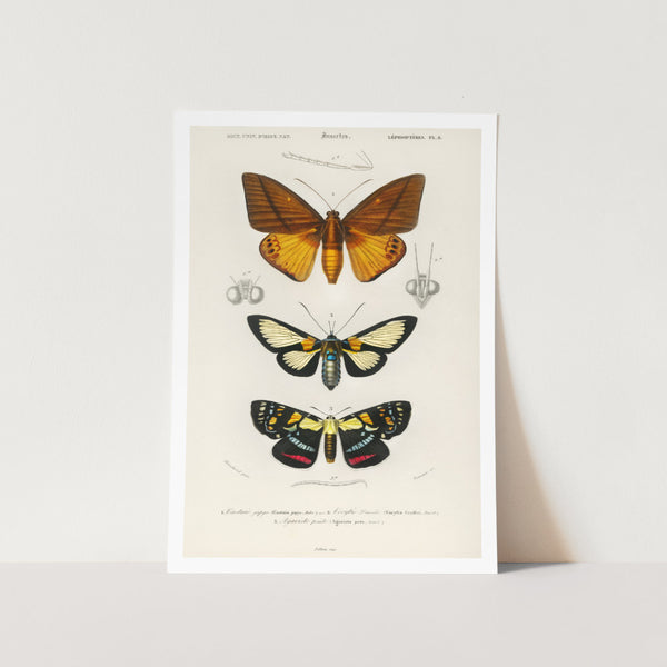 Collection of Moths Art Print