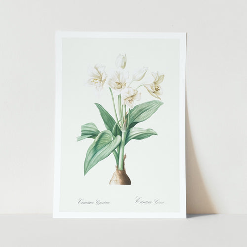 Crinum Giganteum poster print