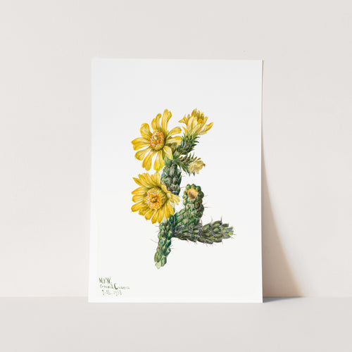 Cylindropuntia whipplei (1938) Art Print