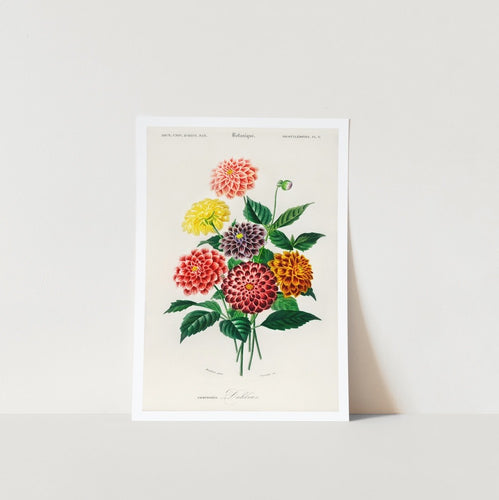 Dahlia Art Poster