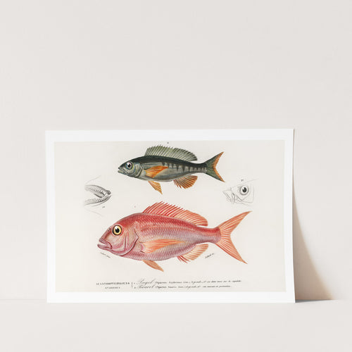 Different Types of Fishes 2 Art Print