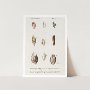 Different Types of Mollusks Art Print