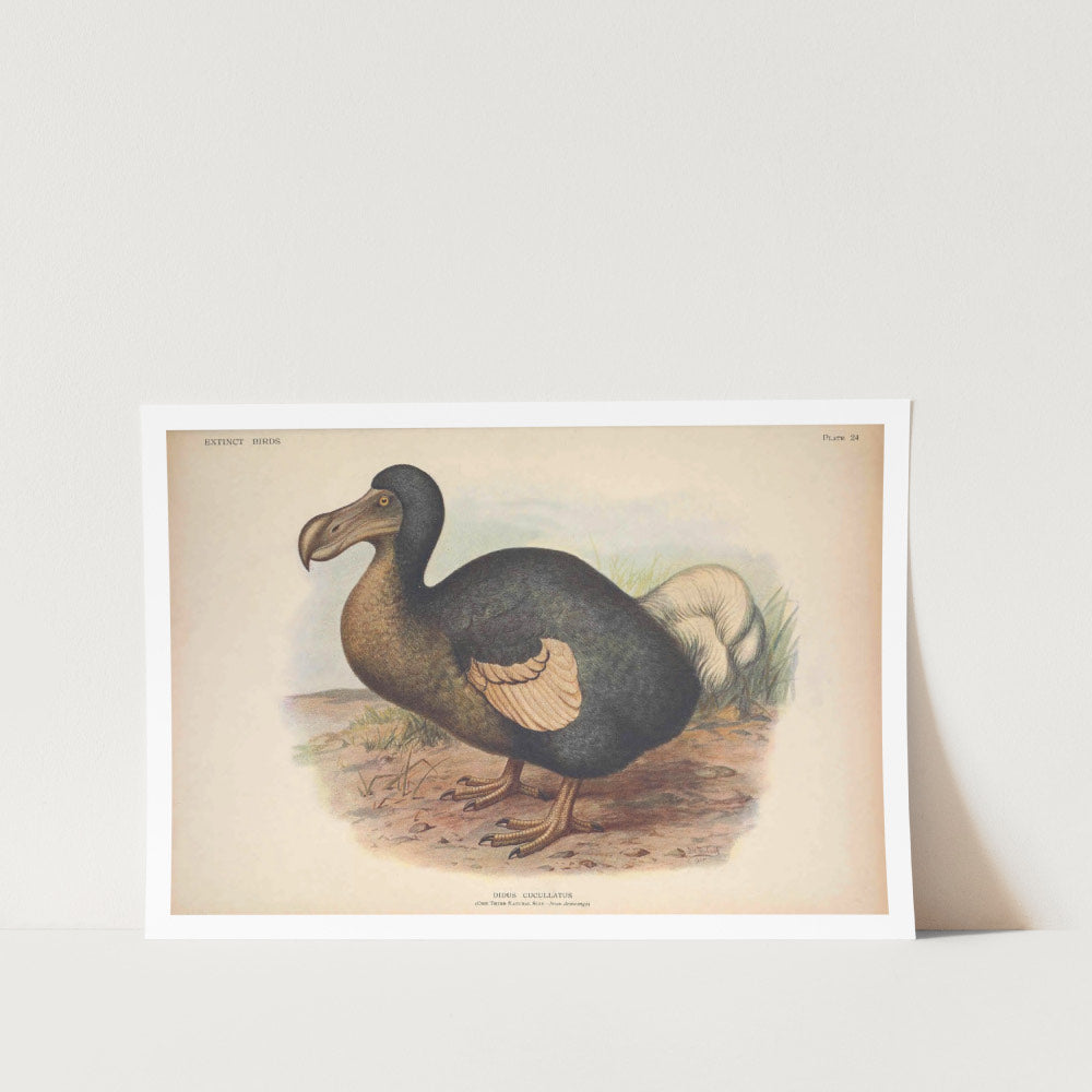 Dodo Bird Art Print dodo-bird-art-print