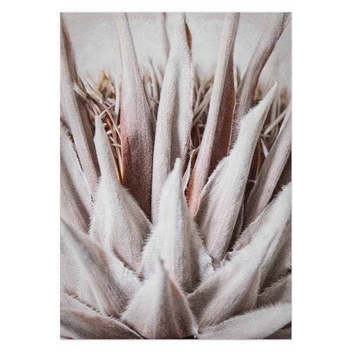 Dried King Macro I by Sonjé Art Print