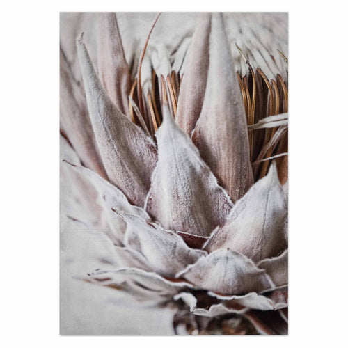 Dried King Macro III by Sonjé Art Print