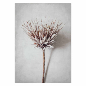 Dried King by Sonjé Art Print