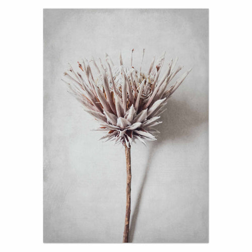 Dried King by Sonjé Art Print