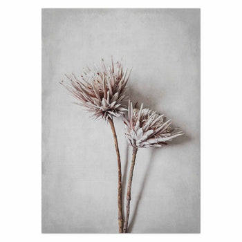 Dried King Pair by Sonjé Art Print