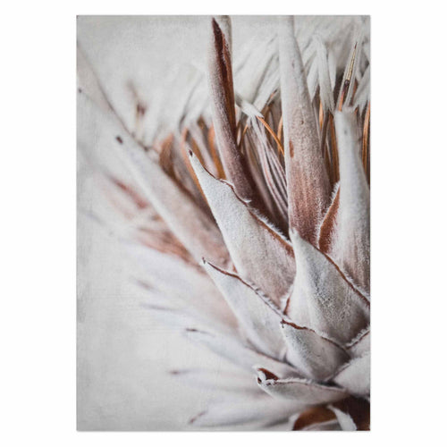 Dried King Macro II by Sonjé Art Print