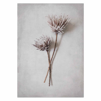 Dried King Pair II by Sonjé Art Print