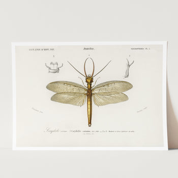art print dragon fly vintage