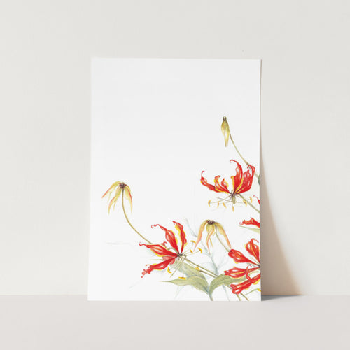 Flame Lily Crop Art Print