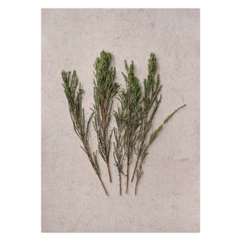 Fynbos II by Sonjé Art Print