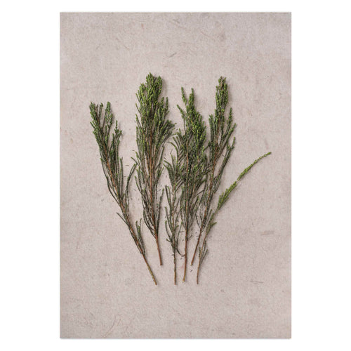 Fynbos II by Sonjé Art Print