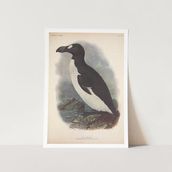 Great Auk Art Print