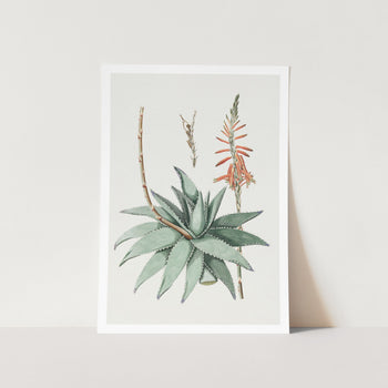 Hand Drawn Aloe Vera Art Print