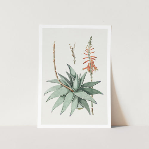 Hand Drawn Aloe Vera Art Print