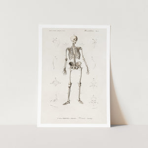 Human Skeleton Art Print