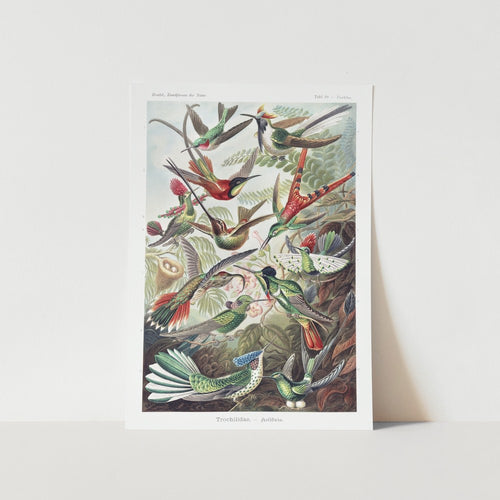 Hummingbirds Art Print
