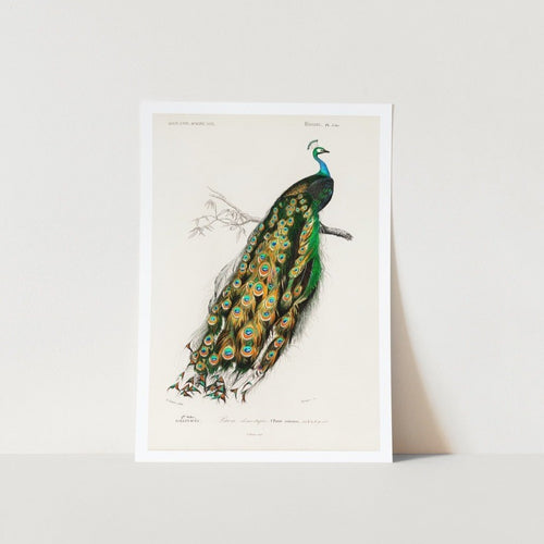 Indian Peafowel Art Print