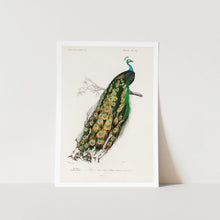 Load image into Gallery viewer, Indian Peafowel Art Print