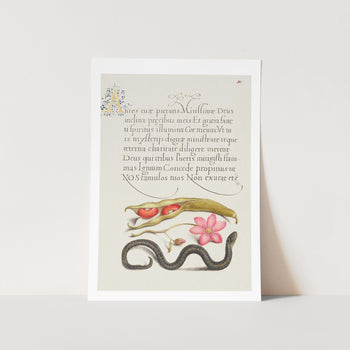 Kidney Bean, Poppy Anemone, and Adder Art Print