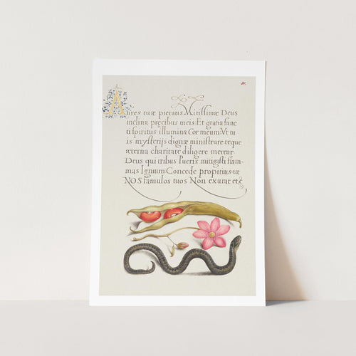 Kidney Bean, Poppy Anemone, and Adder Art Print