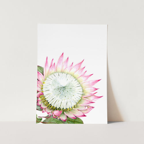 King Protea Full Bloom Crop Rotated Art Print