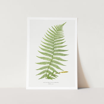 Lady Fern Art Print
