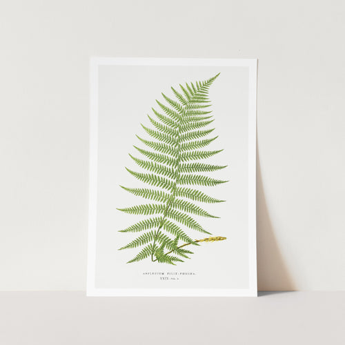 Lady Fern Art Print