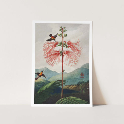 Large Flowering Sensitive Plant Art Print