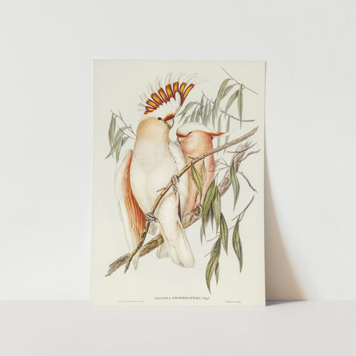 Leadbeater's Cockatoo Art Print