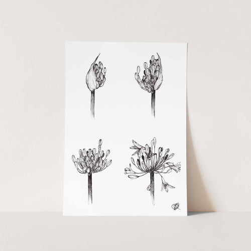 Life of Agapanthus by Jenna Art Print