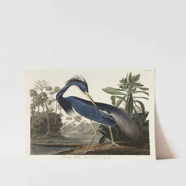 Louisiana Heron Art Print