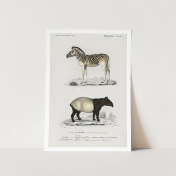 Malayan Tapir and Mountain Zebra Art Print