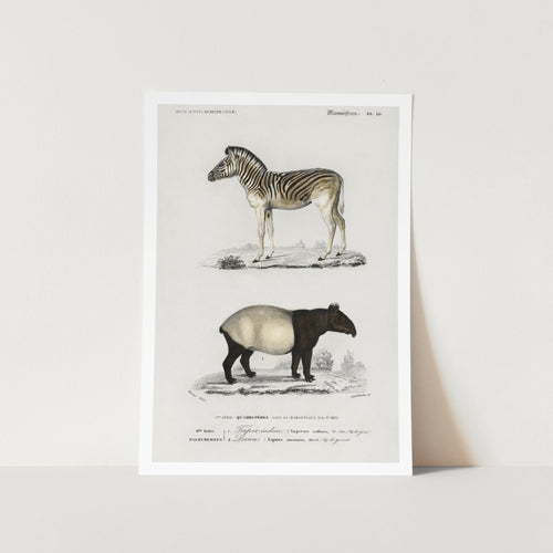 Malayan Tapir and Mountain Zebra Art Print