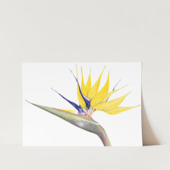 Mandela Gold Strelitzia Landscape Art Print