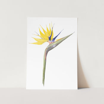 Mandela Gold Strelitzia Portrait Art Print