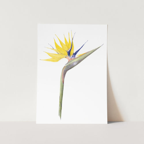 Mandela Gold Strelitzia Portrait Art Print