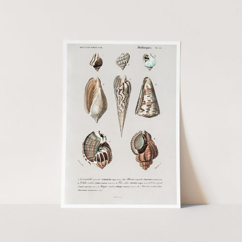 Mollusks 2 Art Print