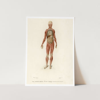 Myology and Disposition of the Viscera Art Print