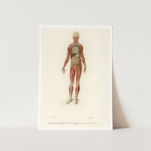Myology and Disposition of the Viscera Art Print